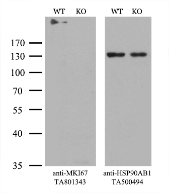 MKI67 Antibody