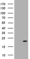 p18 INK4c Antibody
