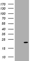 p18 INK4c Antibody