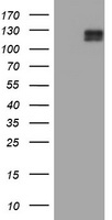 CD117 Antibody