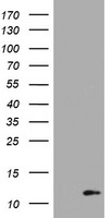 S100 beta Antibody