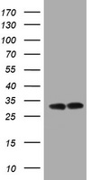 ATP5F1C Antibody