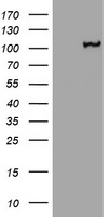 CTNND1 Antibody