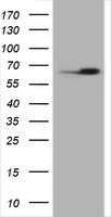 Hsp60 Antibody