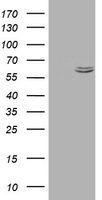 HSPD1 Antibody