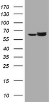HSPD1 Antibody