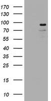 LNX1 Antibody