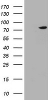 HBS1L Antibody