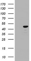 CBX8 Antibody