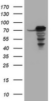 CCDC93 Antibody