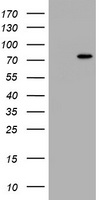 HBS1L Antibody