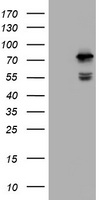 CCDC93 Antibody