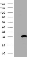 HSD17B8 Antibody