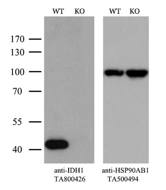 IDH1 Antibody