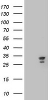 MTIF3 Antibody