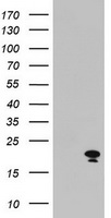 ARL2BP Antibody
