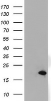 ARL2BP Antibody