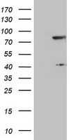 TLE 1 Antibody
