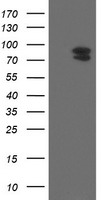 TLE 1 Antibody