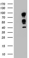TLE 1 Antibody