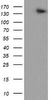 AGTPBP1 Antibody
