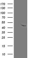 MRPS27 Antibody