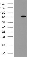 NYREN18 Antibody