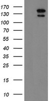 AGTPBP1 Antibody