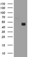 Ubiquinol Cytochrome C Reductase Core Protein I Antibody