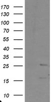 TMS1 Antibody