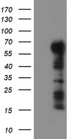 TRIM9 Antibody