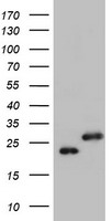 UBE2E3 Antibody