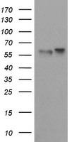 TRIM9 Antibody