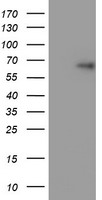 TRIM9 Antibody