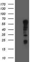 TRIM9 Antibody