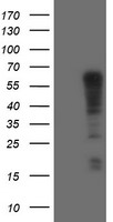 TRIM9 Antibody