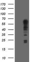 TRIM9 Antibody
