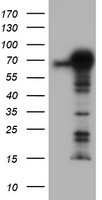 TRIM9 Antibody