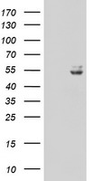 UQCRC1 Antibody