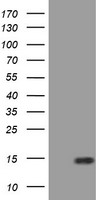 SPG7 Antibody