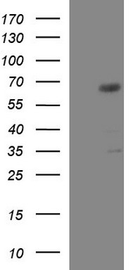GGA2 Antibody
