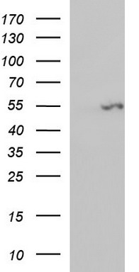 Fibrinogen gamma chain Antibody