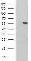 Fibrinogen gamma chain Antibody