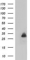 MBL2 Antibody