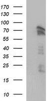 AMOT Antibody