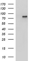 AMOT Antibody