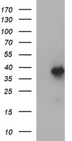 MCAT Antibody