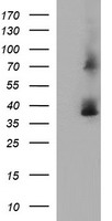 SCAMP2 Antibody