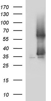 SCAMP2 Antibody