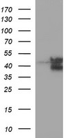 FAS Antibody